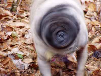 Pug in motion