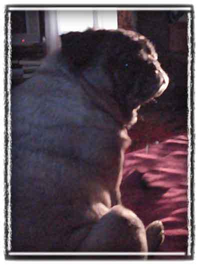 Rembrandt pug